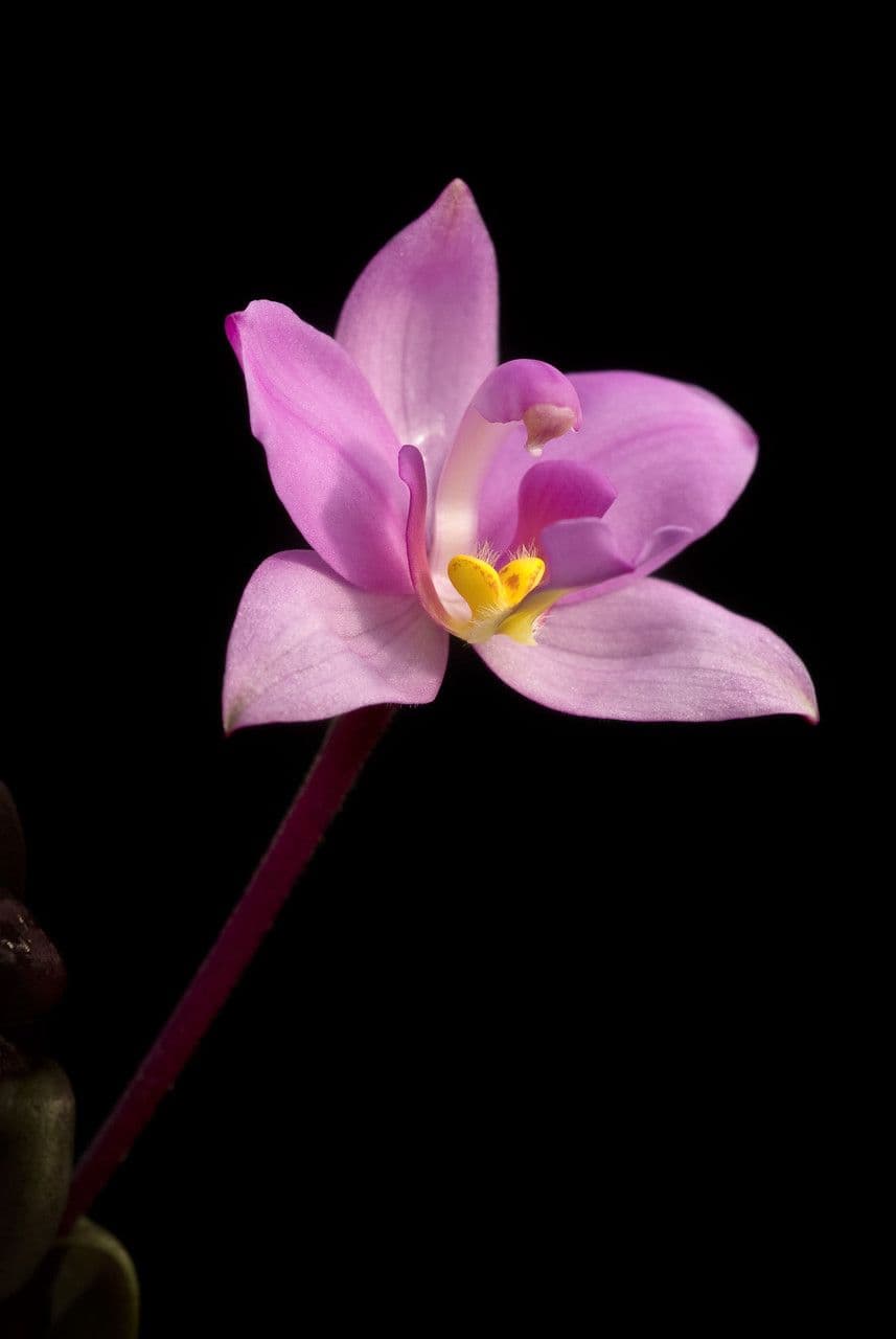 Bletia purpurea 5