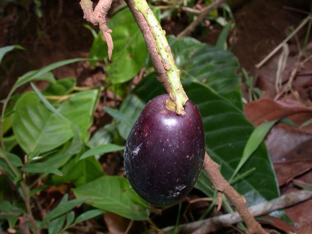 Minquartia guianensis 2
