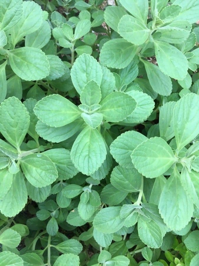 Plectranthus ornato 11