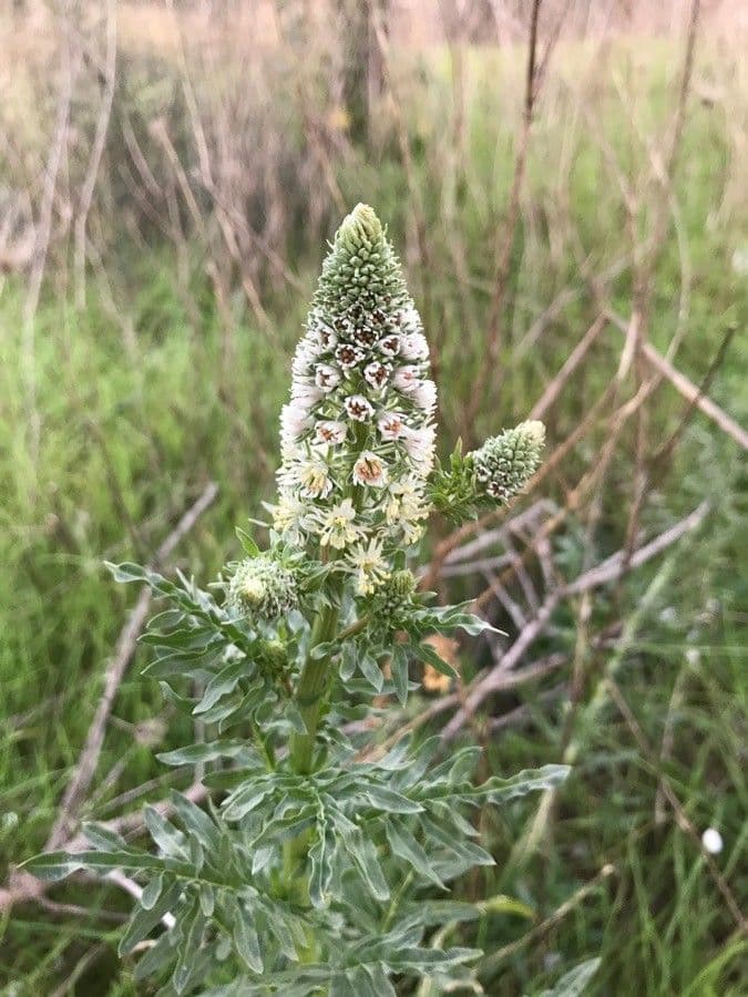 Reseda bianca 15