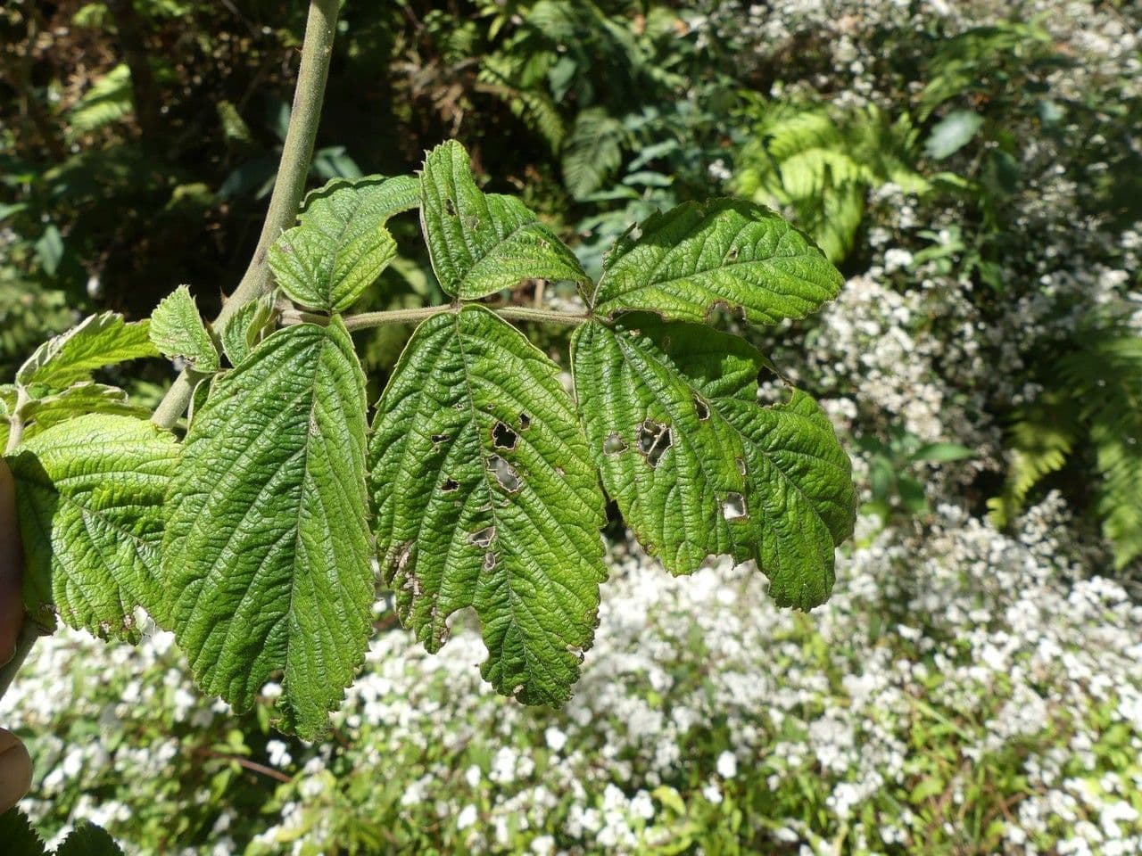Rubus apetalus 11