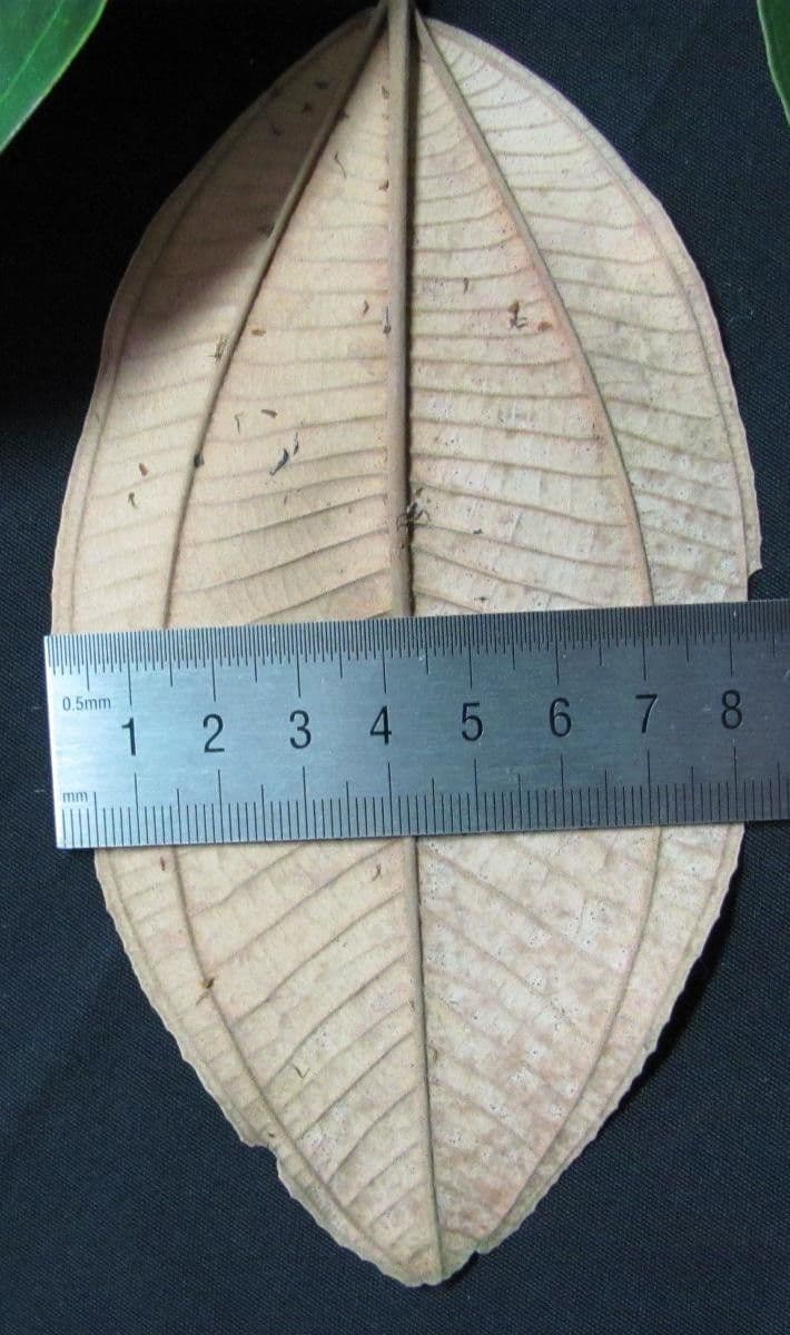 Miconia 15