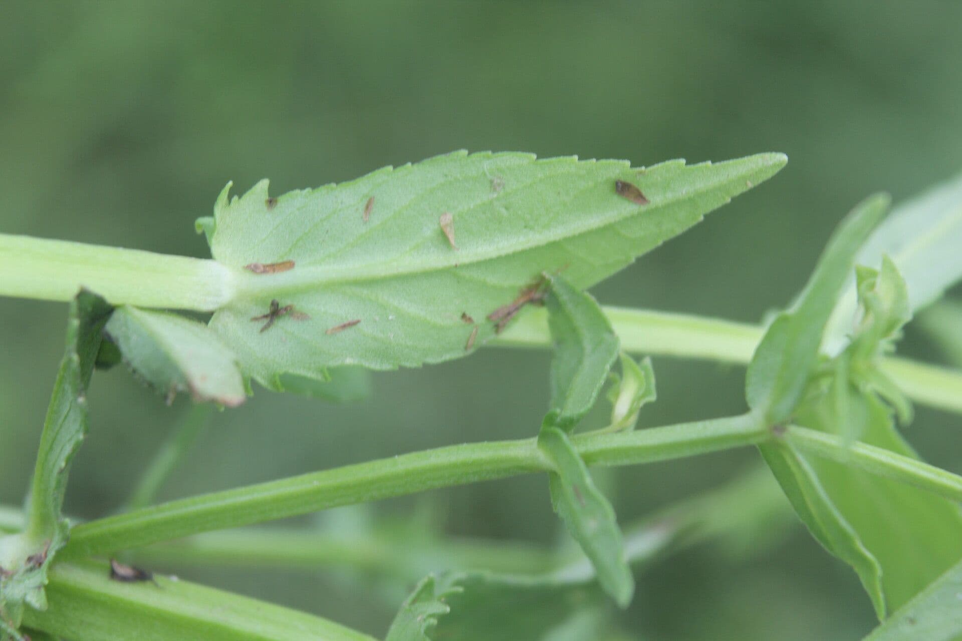 Stemodia durantifolia 15