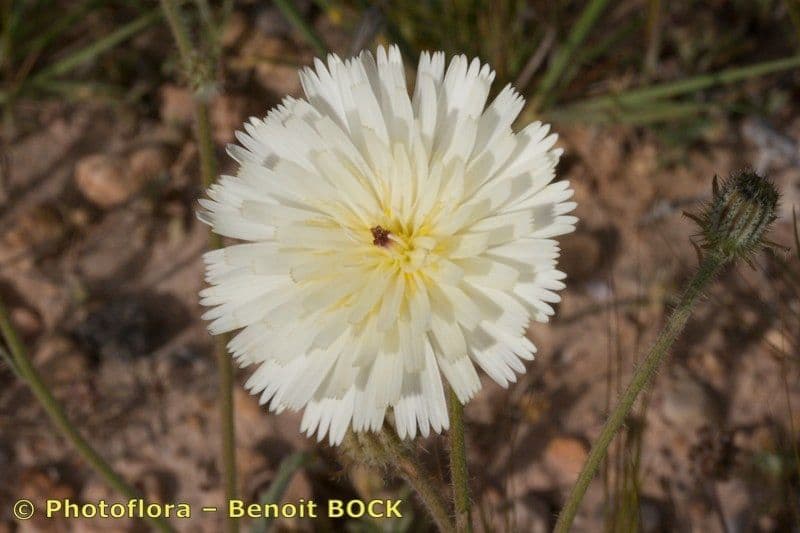 Picris bianca 4