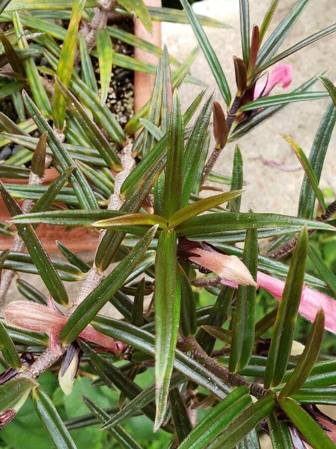 Columnea 19