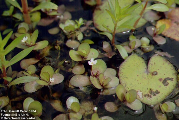 Bacopa rastrera 11