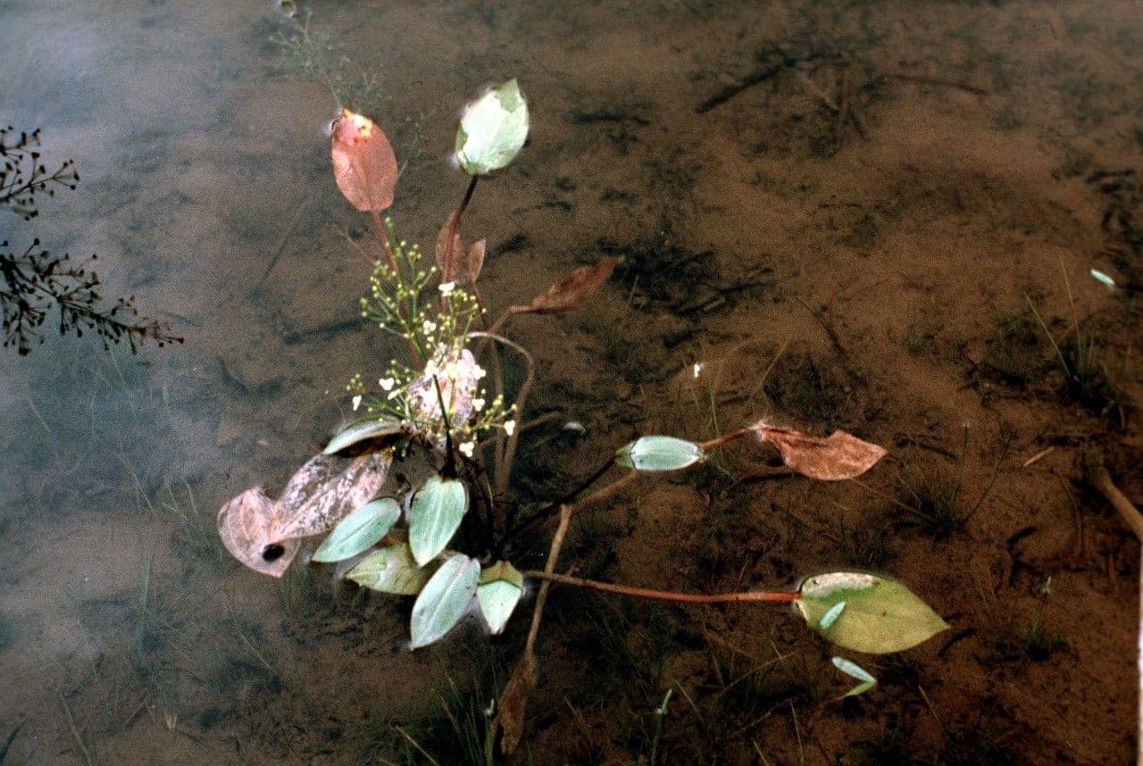 Alisma subcordatum 7