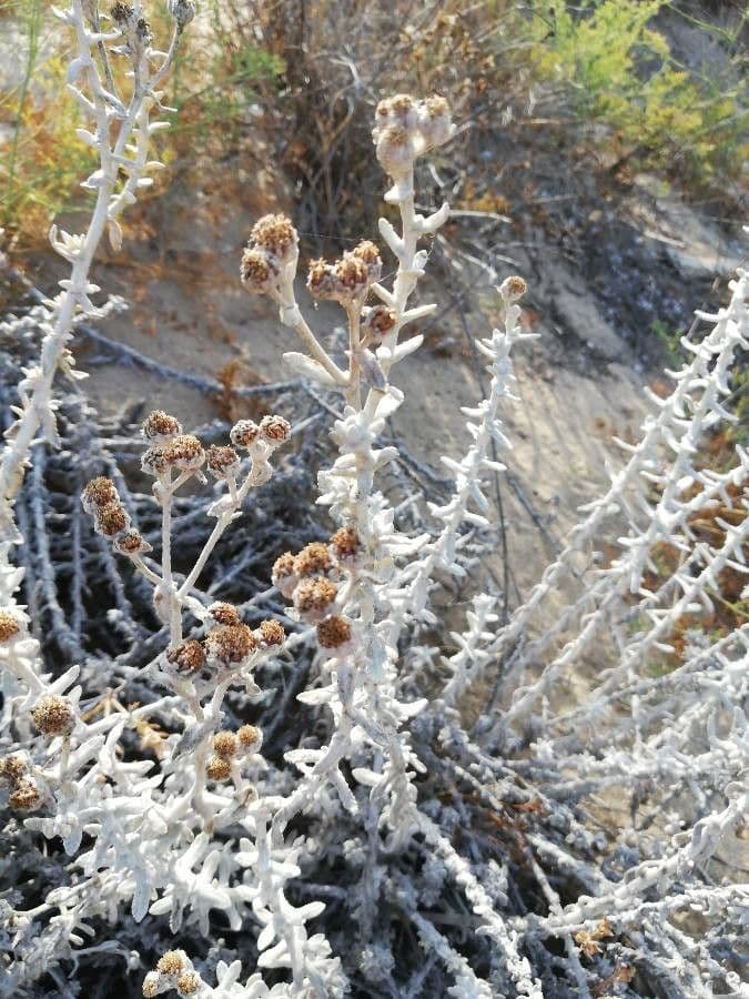 Achillea marittima