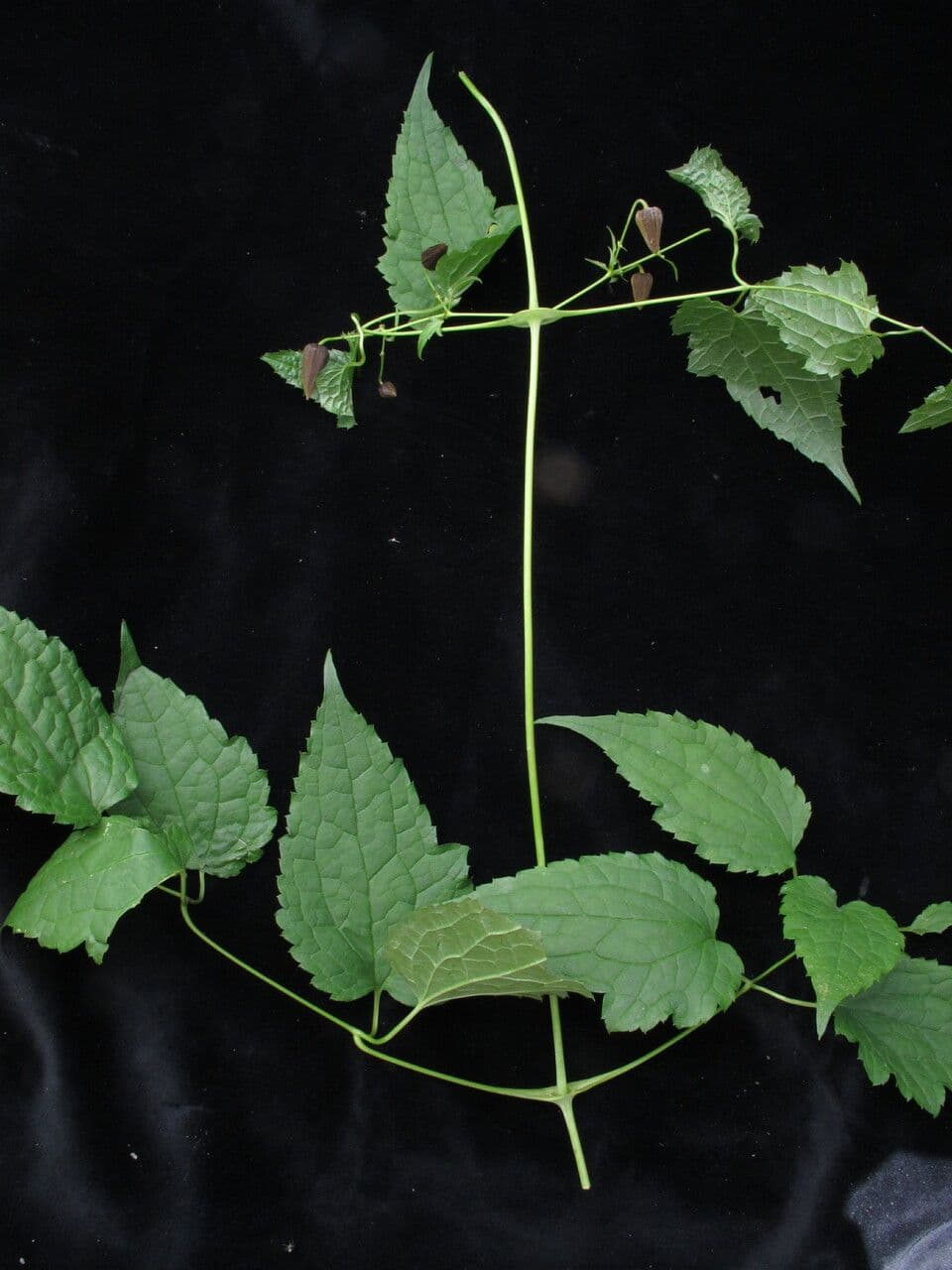 Clematis connata 8