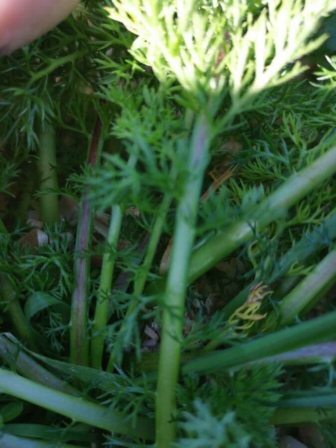 Nadel-Kerbel 27
