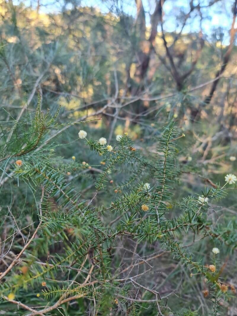 Acacia buisson 2