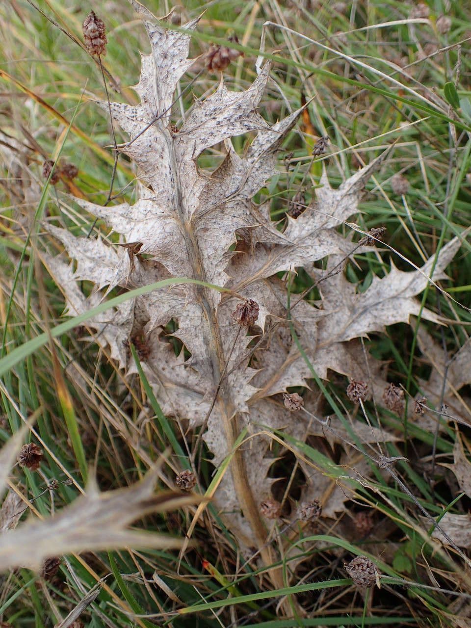 Panicaut champêtre 21