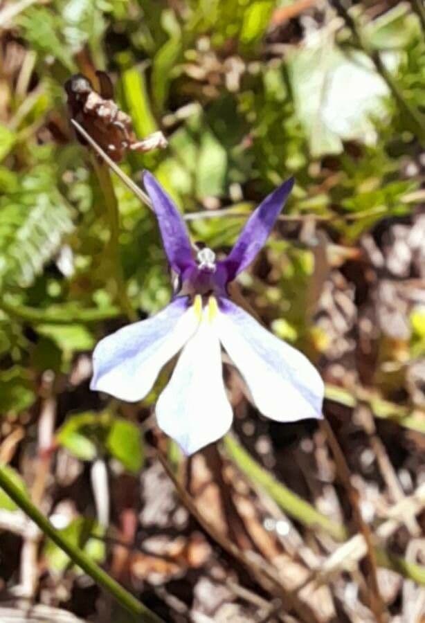 Lobelia nana 2