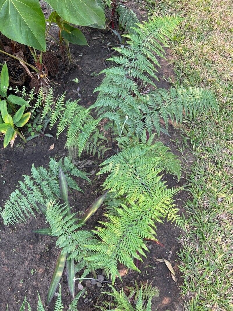 Pteris tremula 9