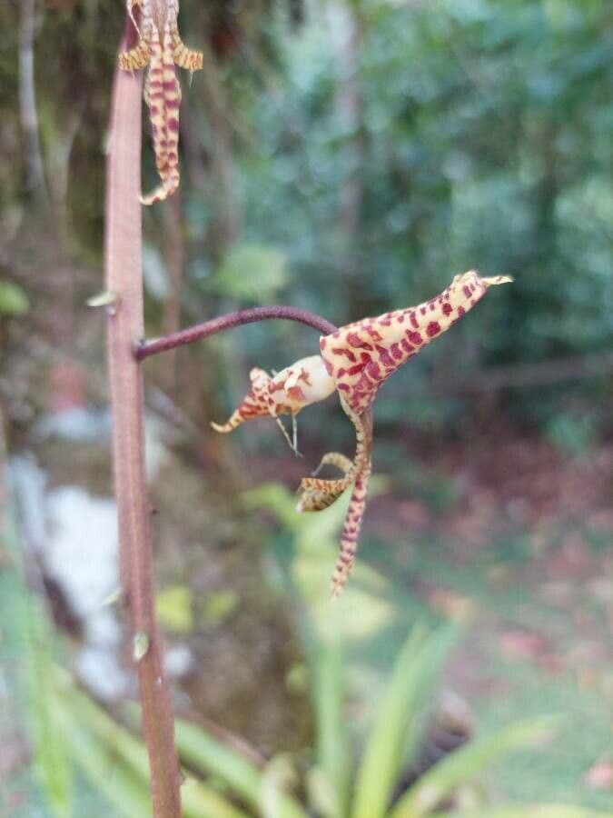 Gongora 4