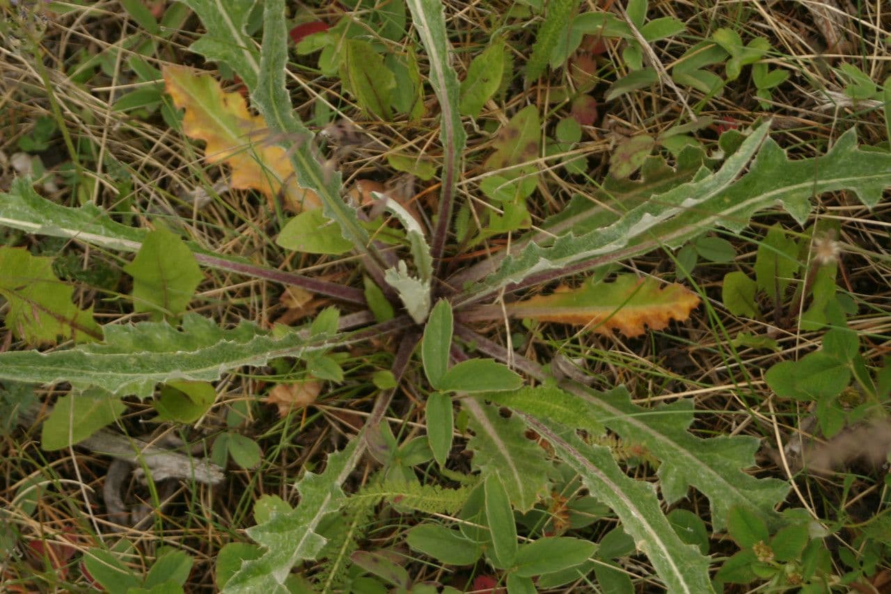 Hookers Distel 8