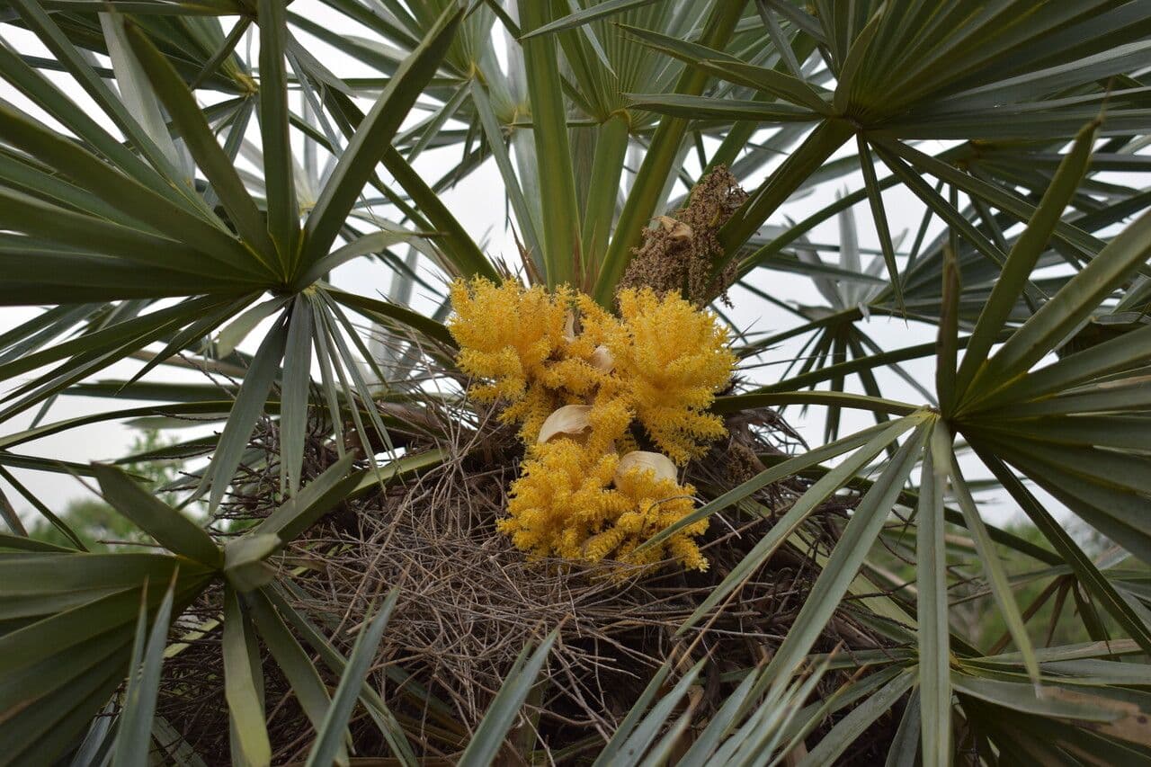 Trithrinax polny 2