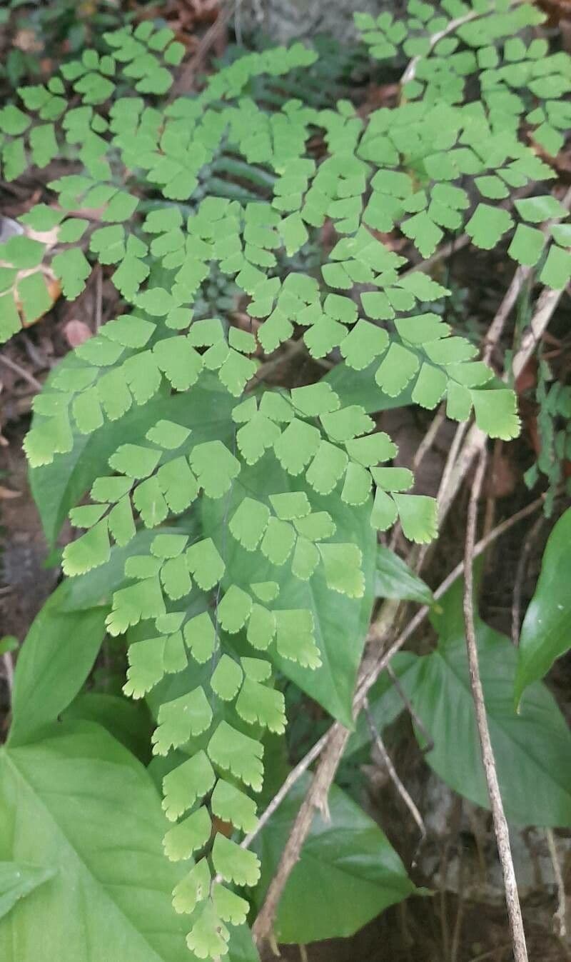 Capelvenere tenero 6