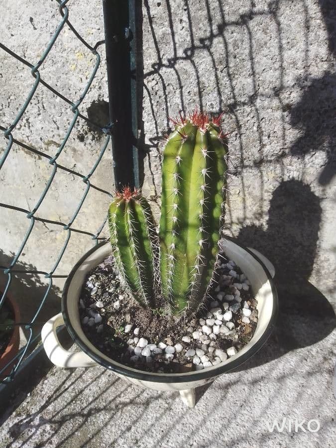 Polaskia 3