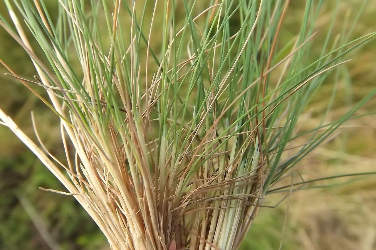 Agrostis curtisii 16