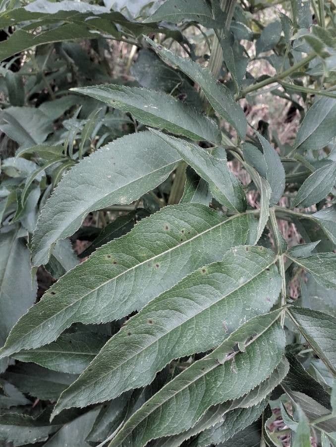 Lebbio 20