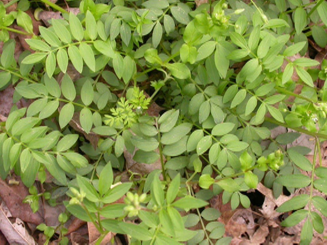Polemonium reptans 10