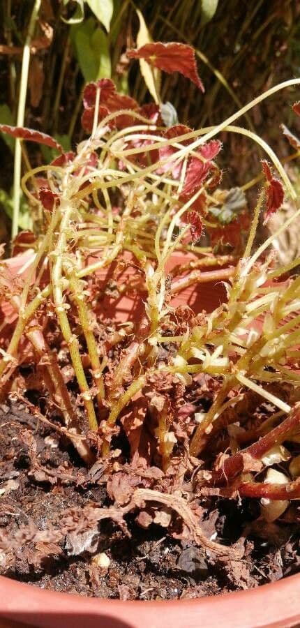 Begonia 16