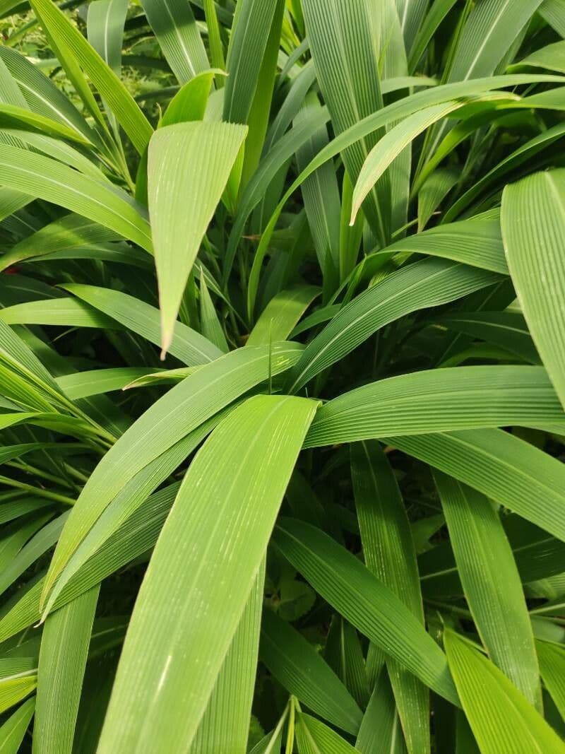 Setaria palmata 11