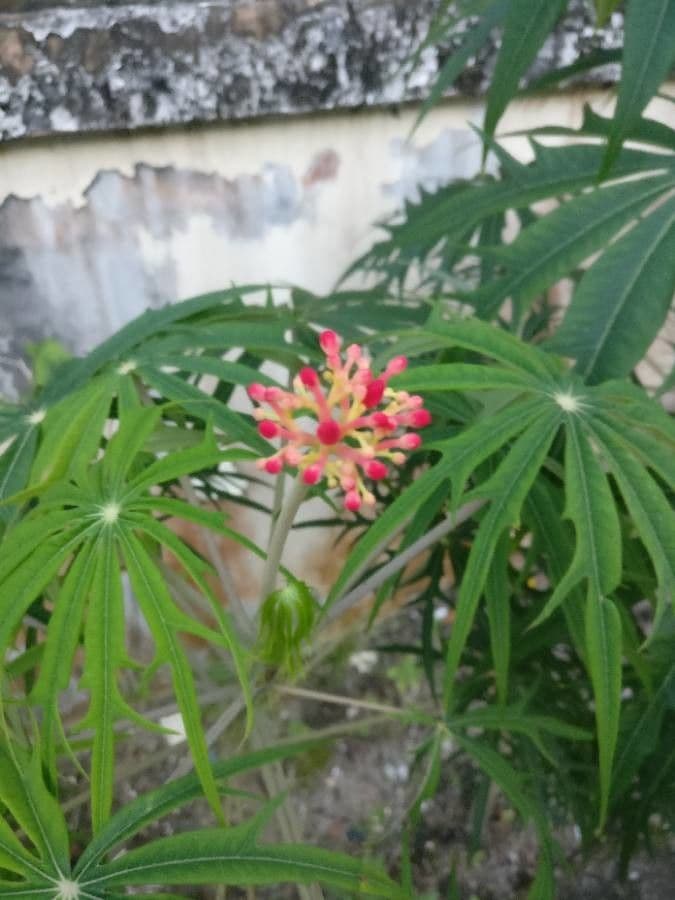 Pianta di corallo 9