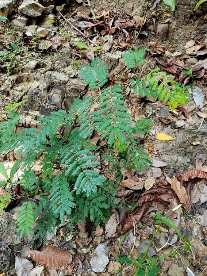 Acacia cornuta 12