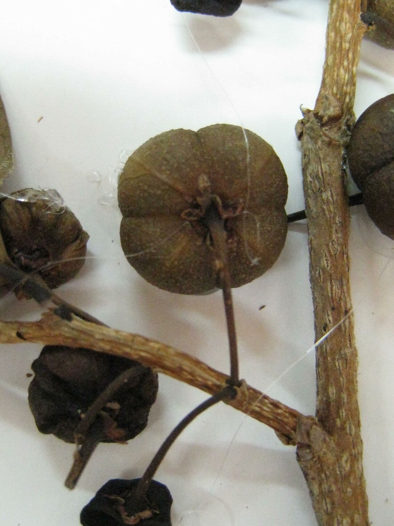 Margaritaria nobilis 22
