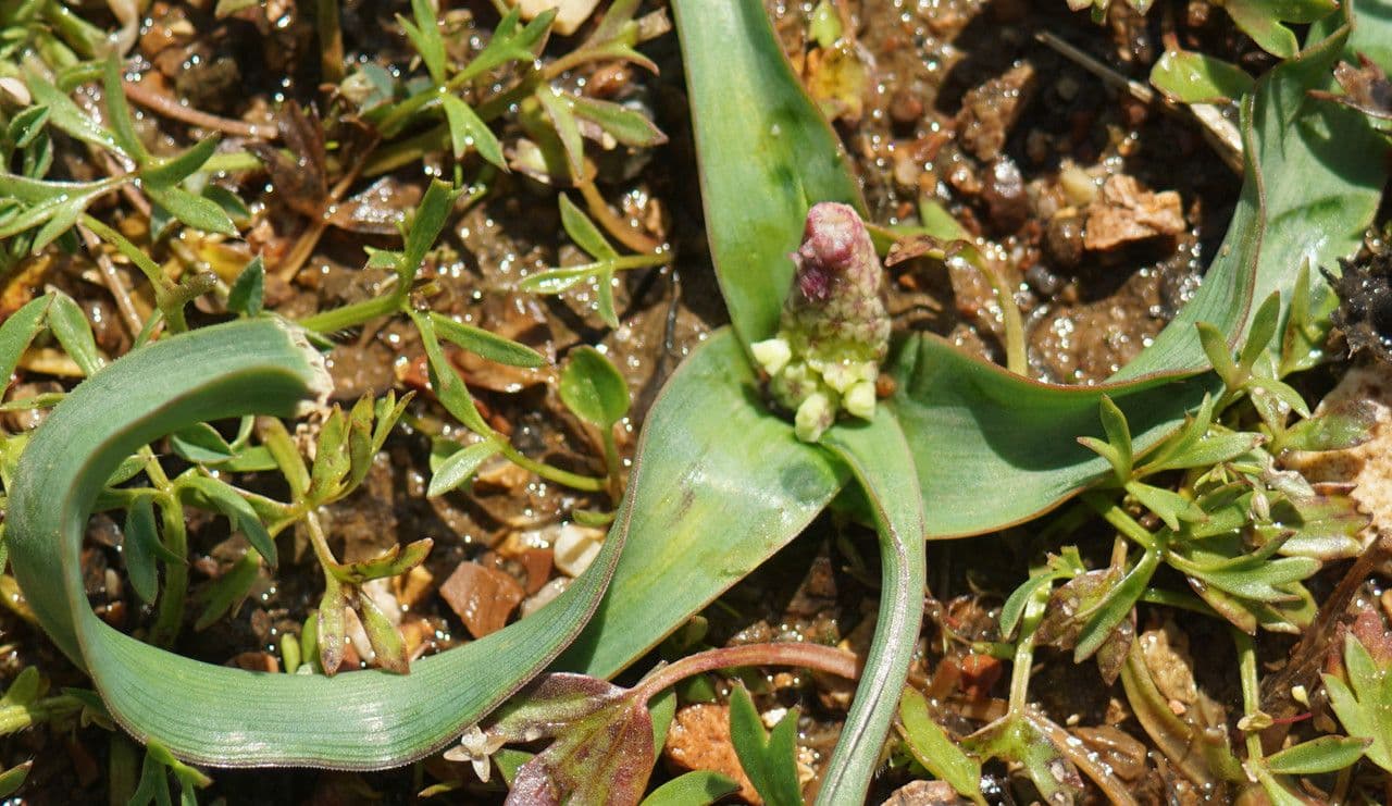 Bellevalia trifogliata