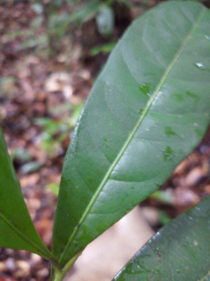 Pouteria 3