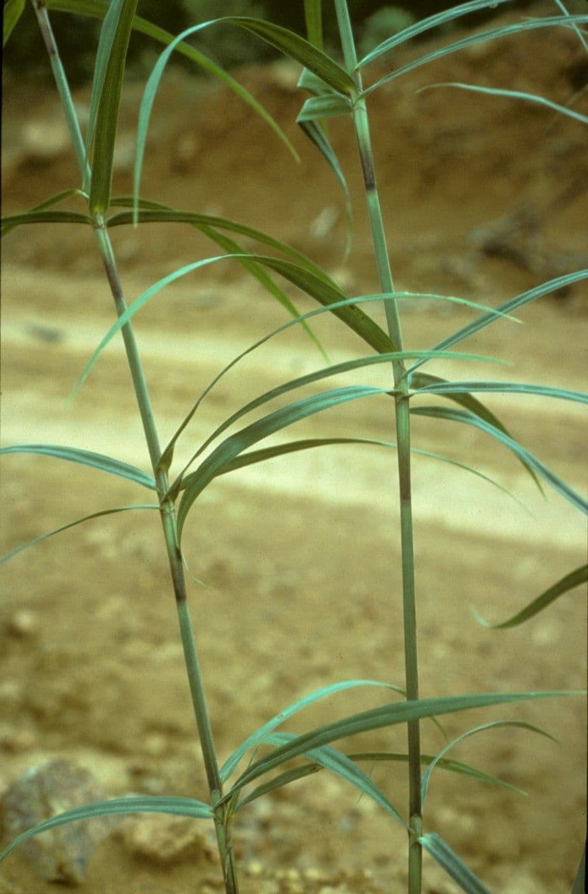 Scleria