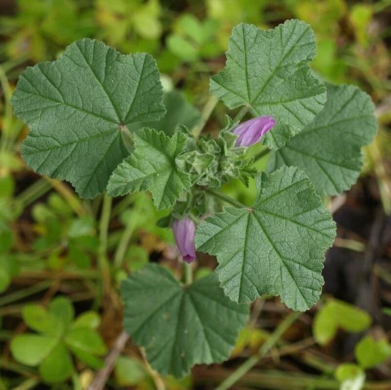Malva multiflora 16