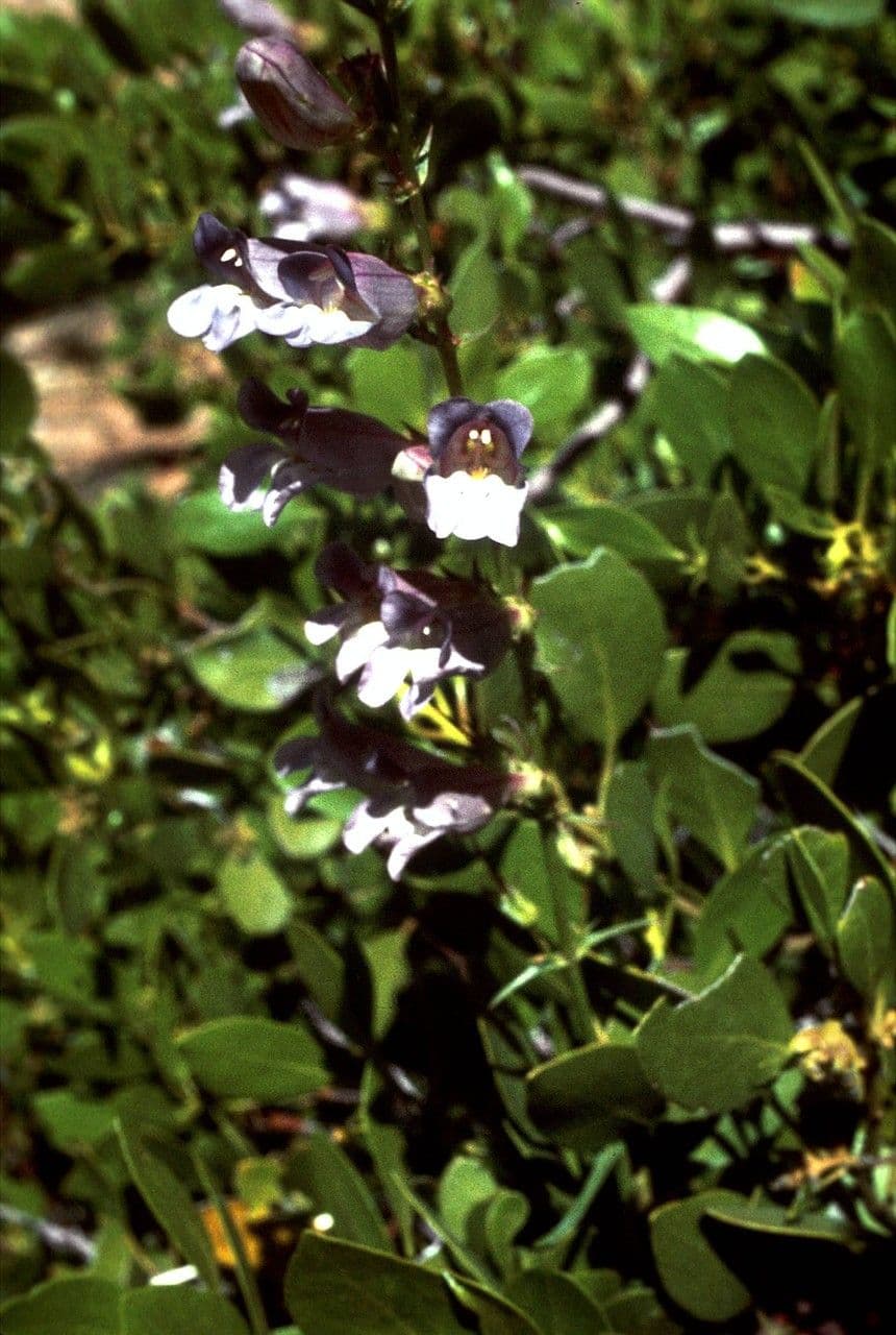 Smoothleaf beardtongue 10