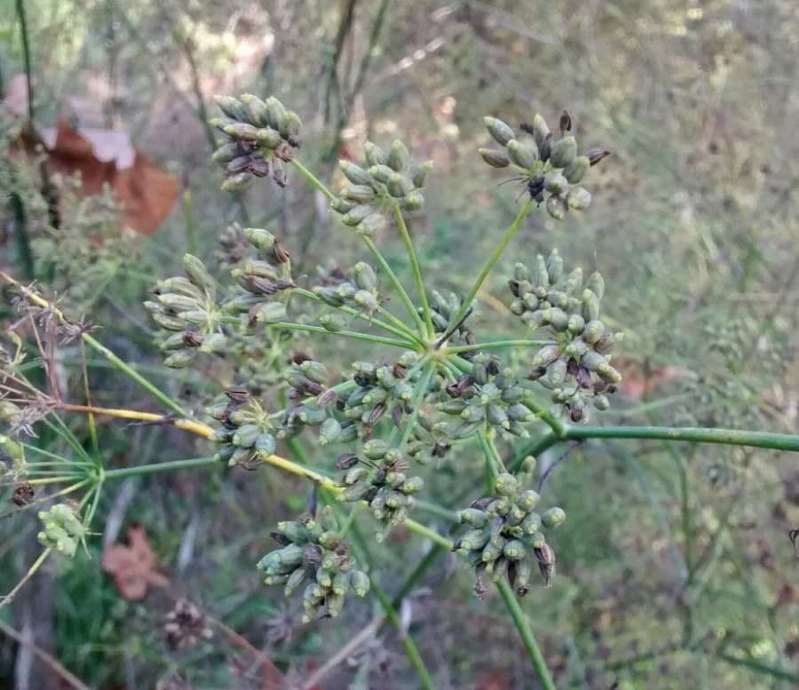 Finocchio 2
