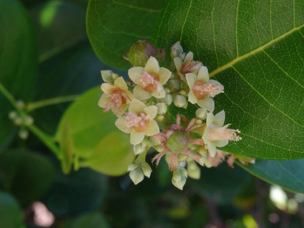 Chrysobalanus icaco 6
