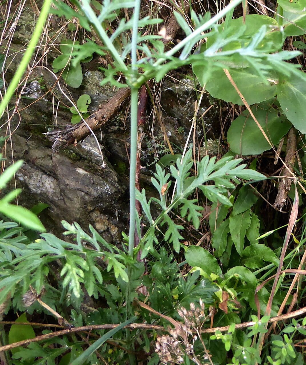 Vedovina selvatica 23