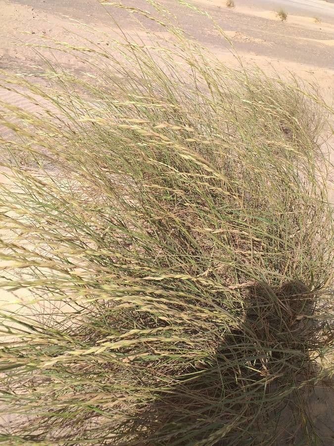 Halopyrum 3
