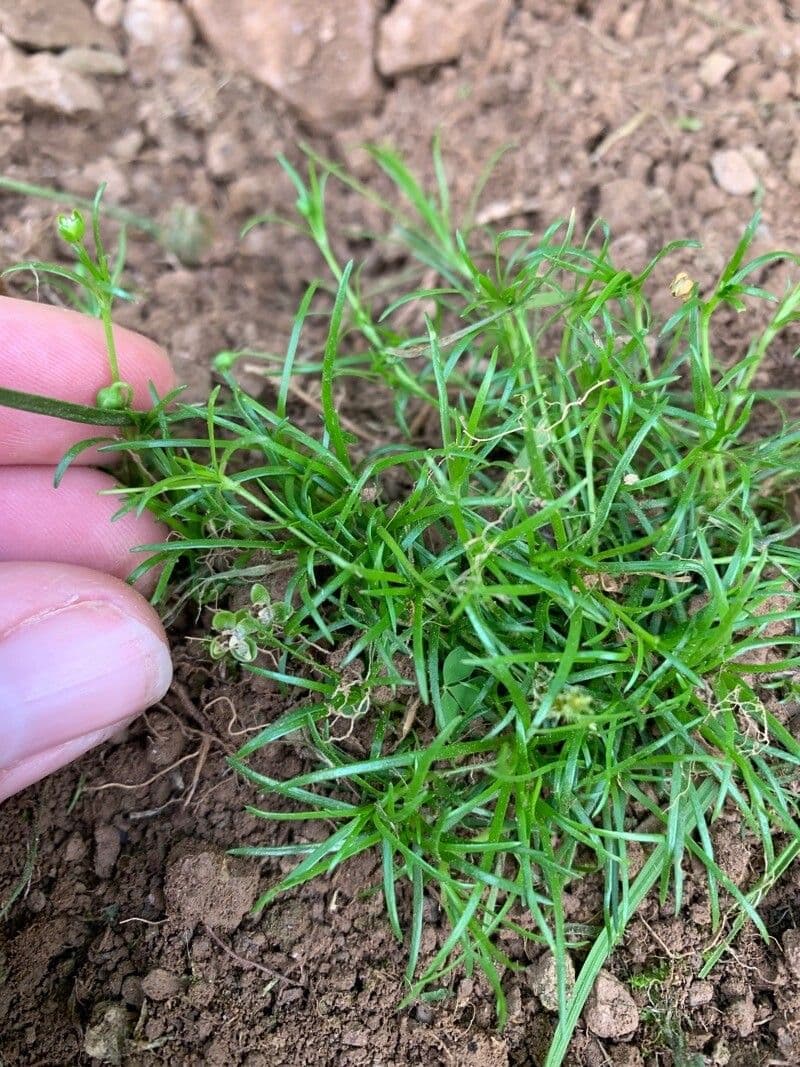 Sagina sdraiata 17
