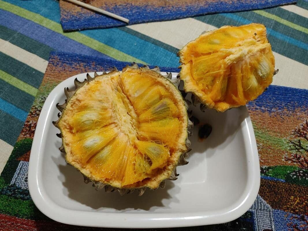 Annona purpurea