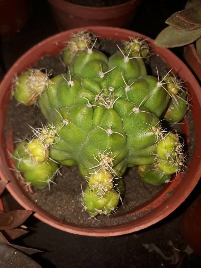 Gymnocalycium 3