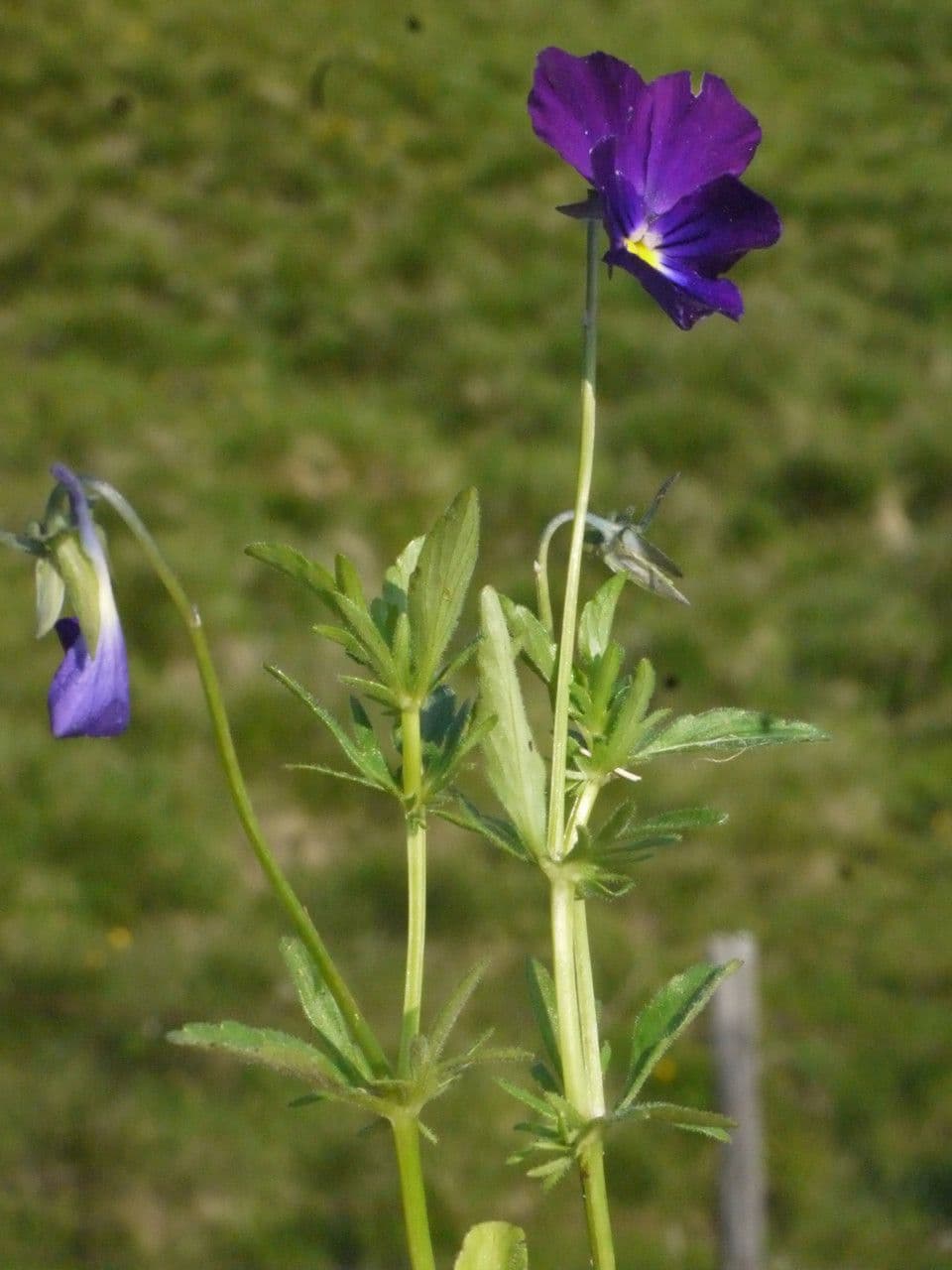 Viola gialla 22