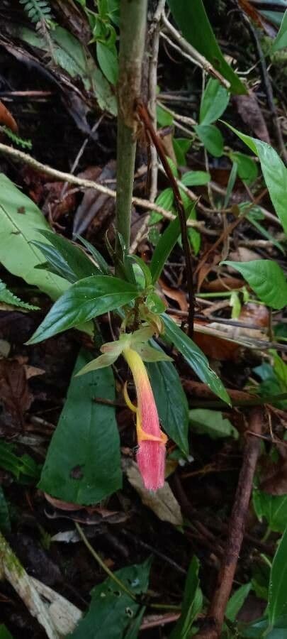Columnea 3