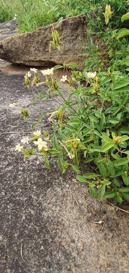 Barleria 11