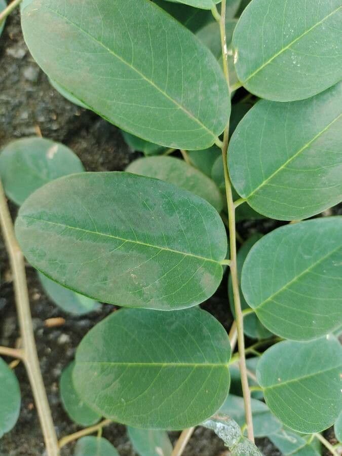 Amburana 4