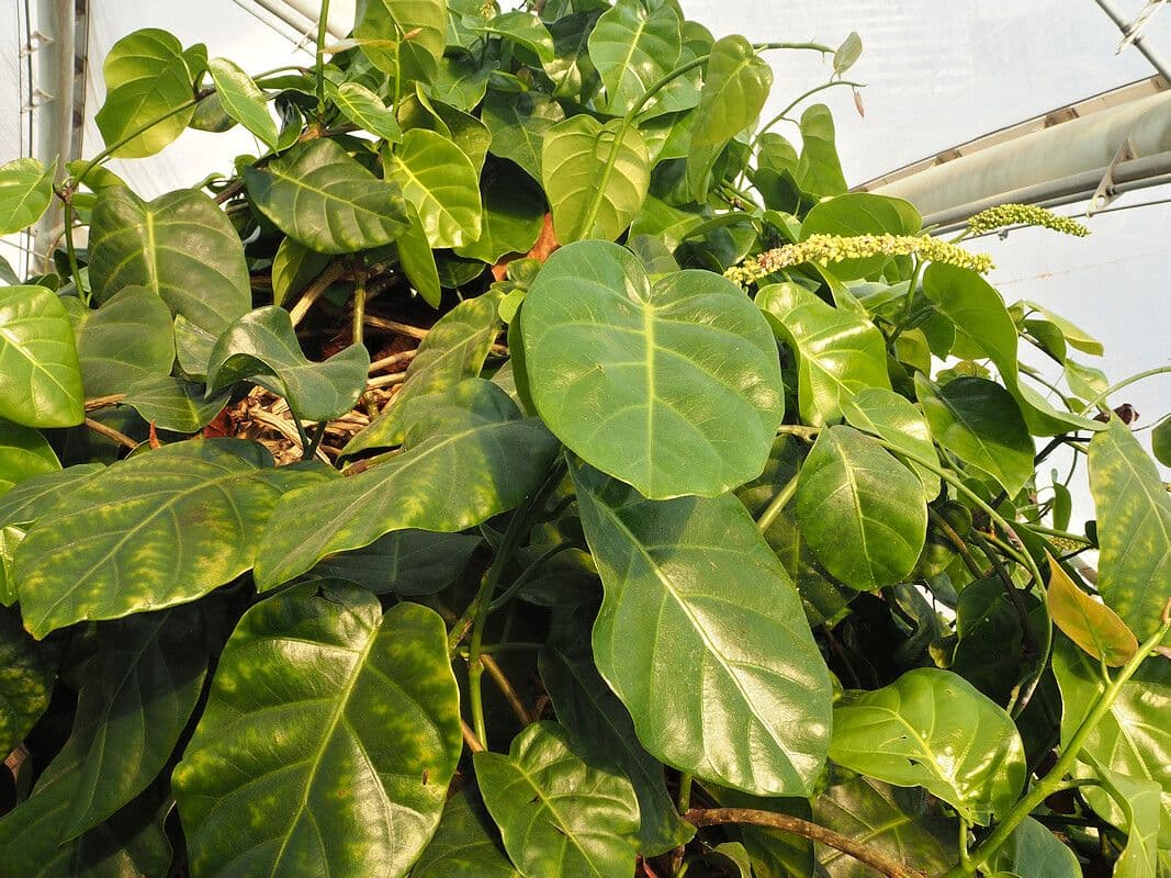 Coccoloba 4