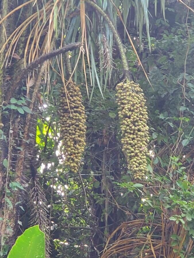 Palma Attalea 3