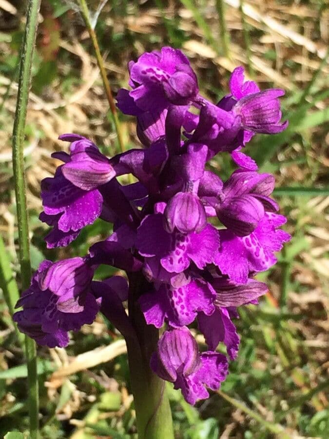 Orchide minore 7